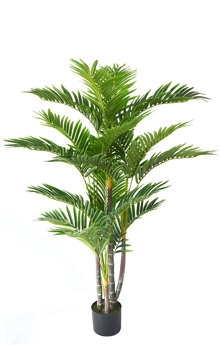 Mini-Cane Palm 1.3m 