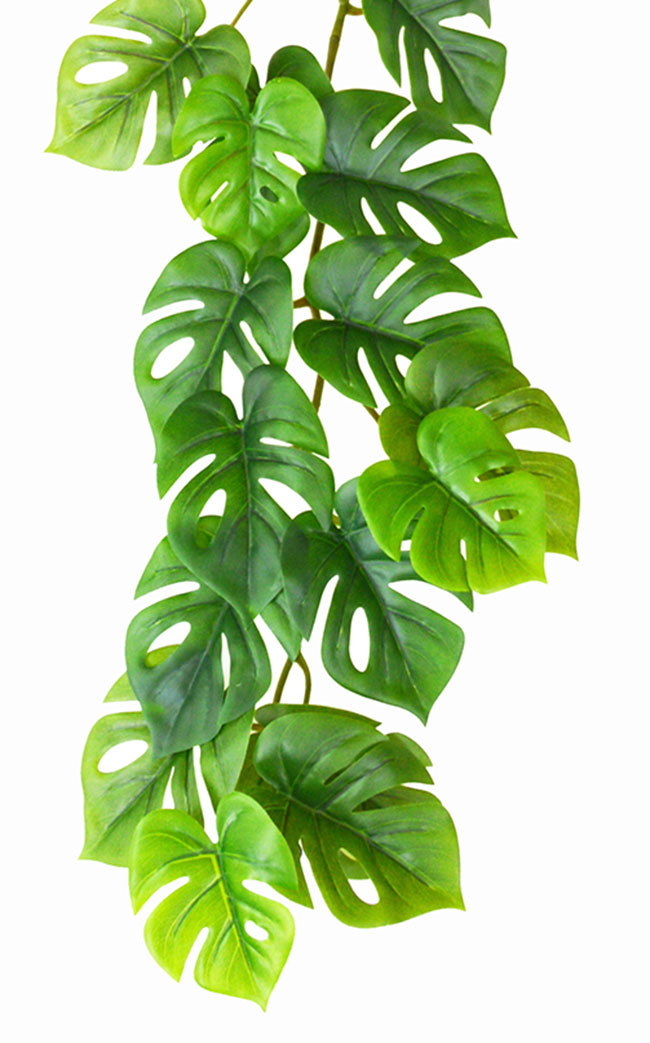 Trailing Vine- 1.75m Mini-Monstera