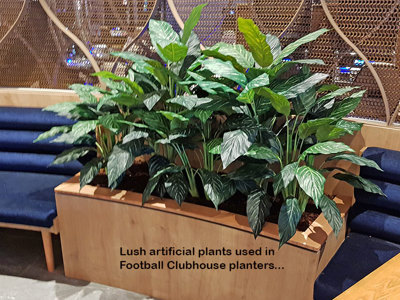 Lush Greenery for Club Planters...