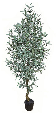 Olive Tree 2.1m deluxe