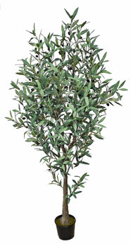 Olive Tree 1.7m