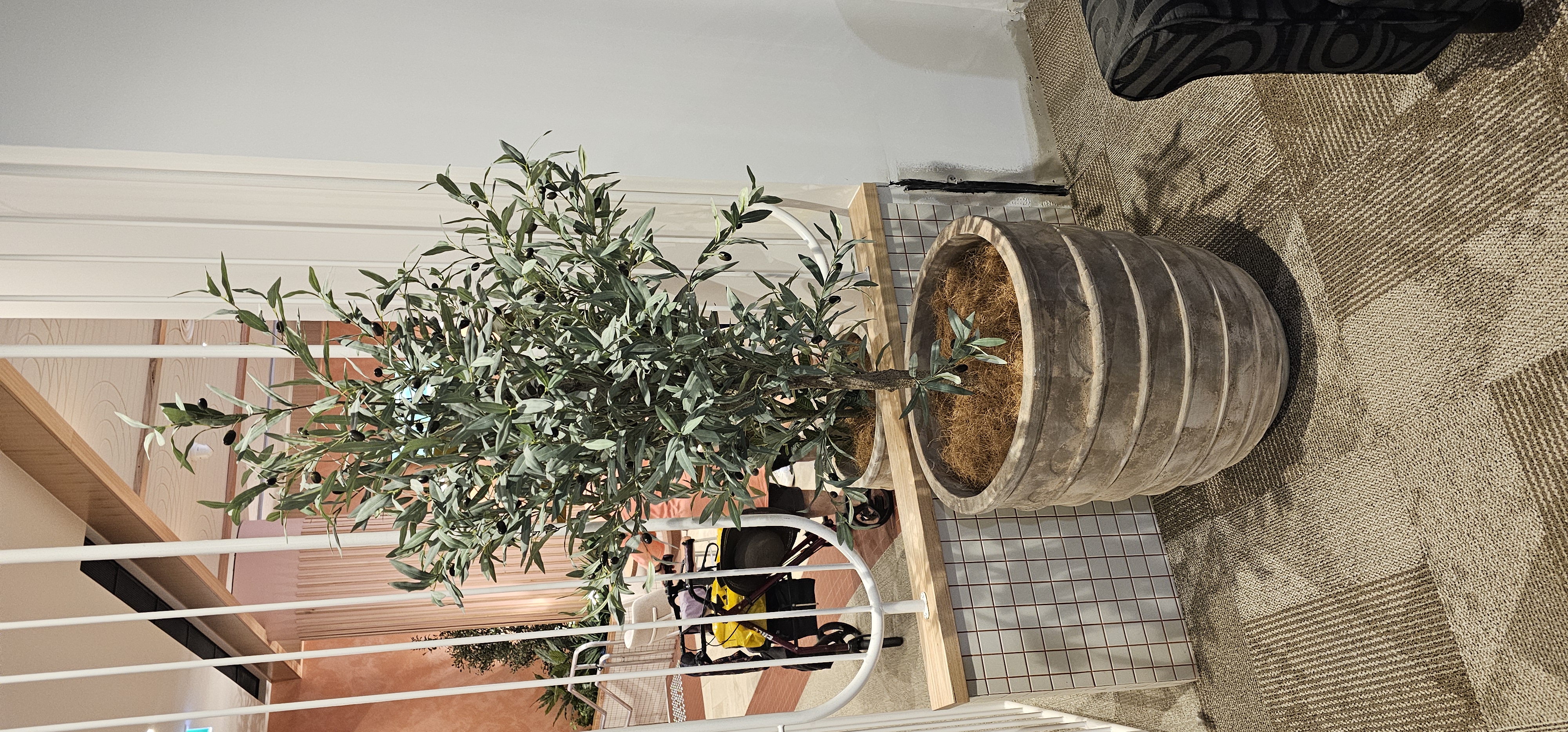 Olive Tree- deluxe 1.7m 