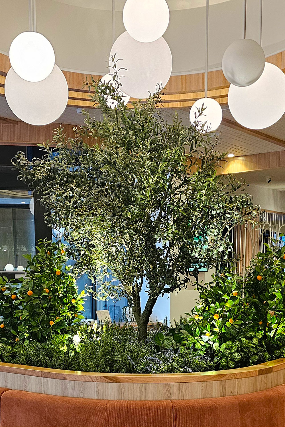 Giant Olive Tree- 2.7m tall