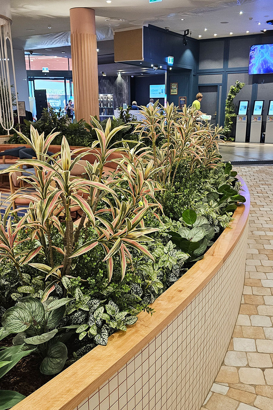 Yucca- 'pink slipper' 1.75m with 10 heads