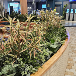 Yucca- 'pink slipper' 1.75m with 10 heads - artificial plants, flowers & trees - image 3