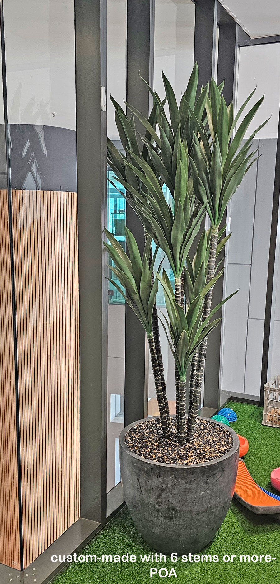 Yucca Tree- 1.8m with 3 heads