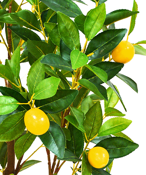 Fruit Tree- Lemon 1.2m