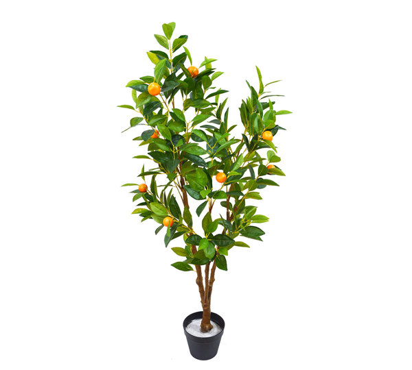 Fruit Tree- Cumquat 1.2m