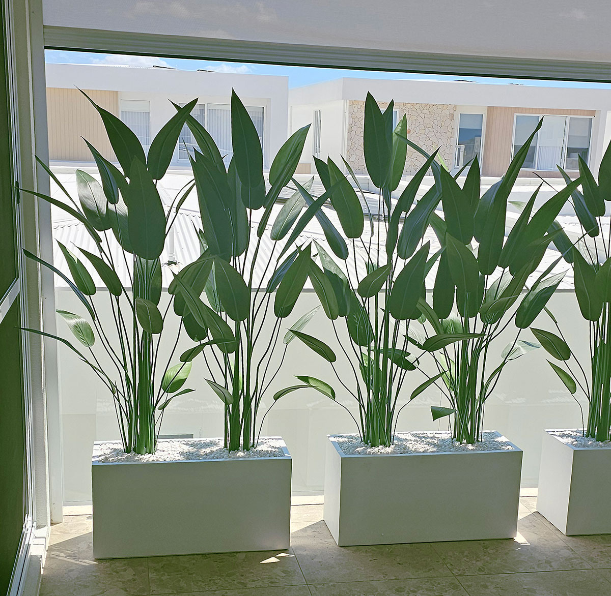 Trough Planters- with Bird-o-Paradise 1.75m tall 