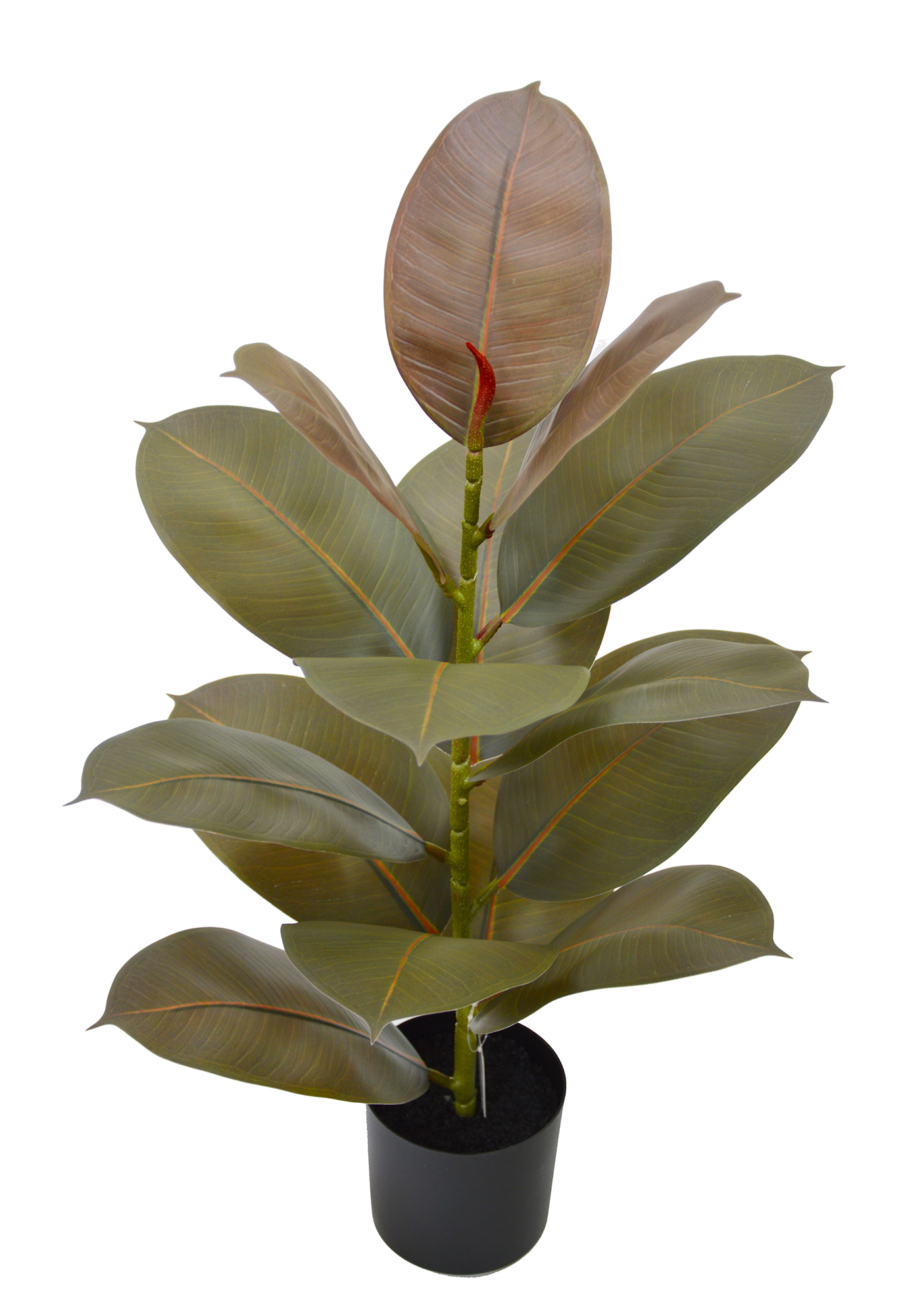 Rubber Plant- Burgundy 60cm