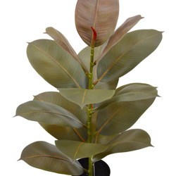 Rubber Plant- Burgundy 60cm - artificial plants, flowers & trees - image 3