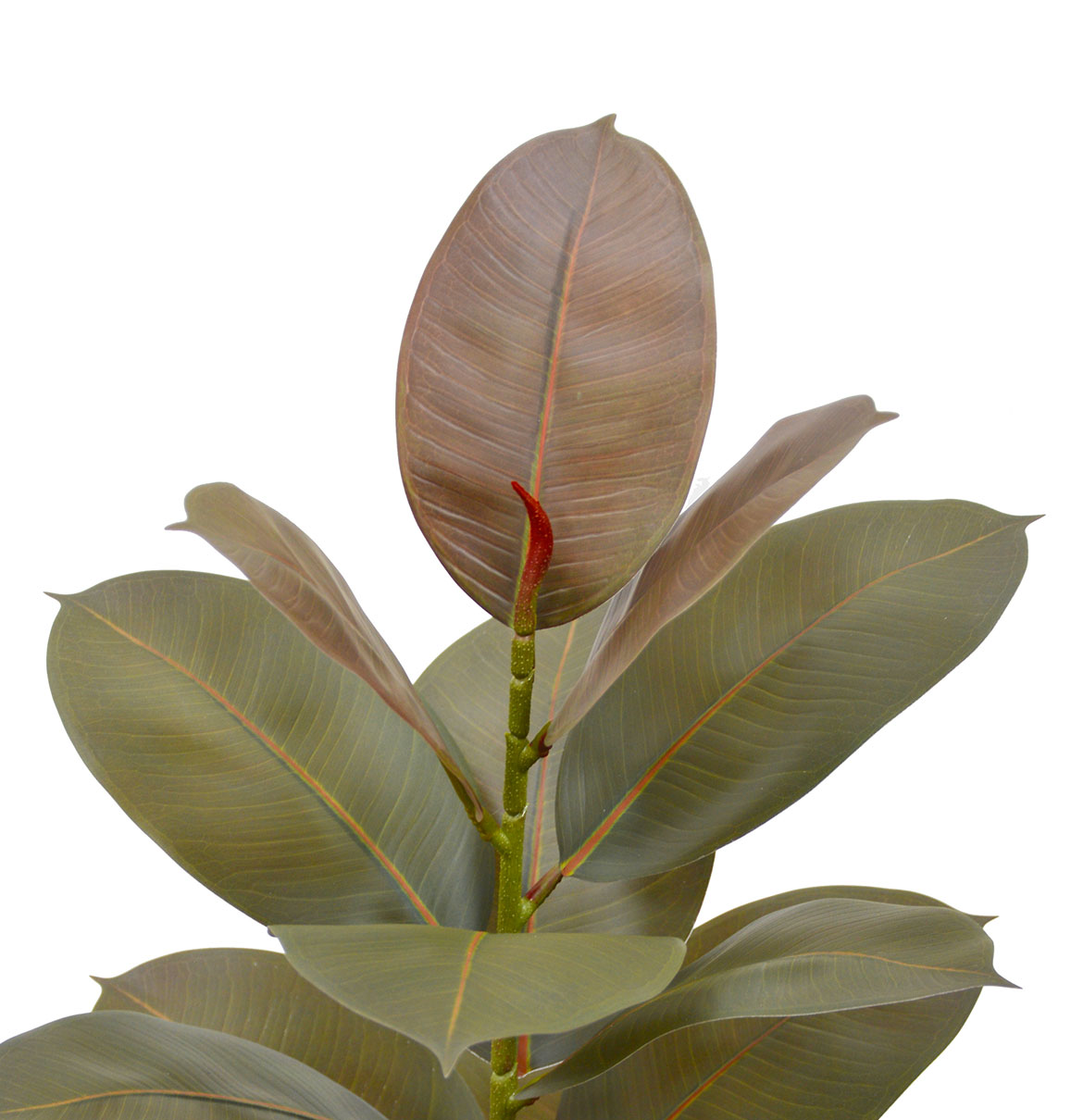 Rubber Plant- Burgundy 60cm