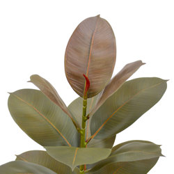 Rubber Plant- Burgundy 60cm - artificial plants, flowers & trees - image 1