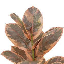 Rubber Plant 1.2m  - artificial plants, flowers & trees - image 1