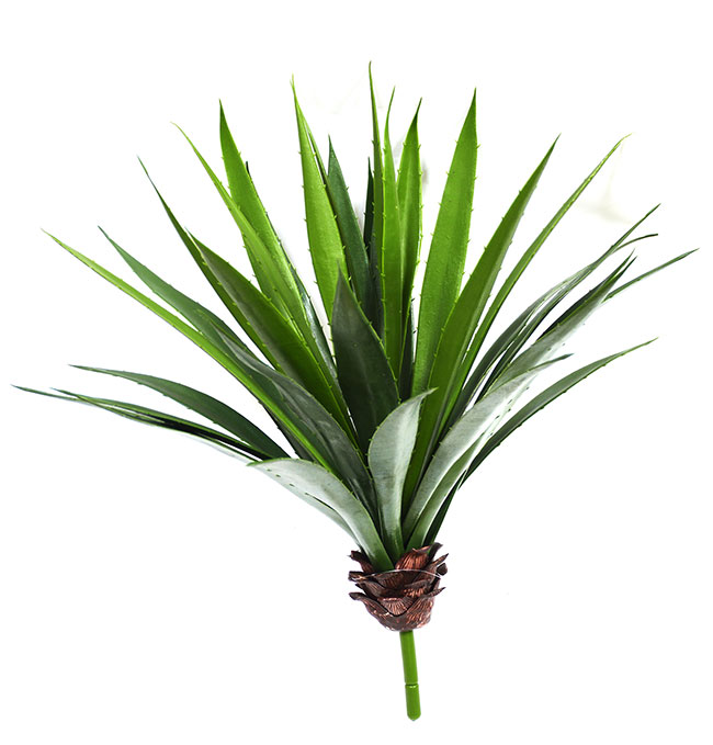 Agave- Spikey UV-  [unpotted] 