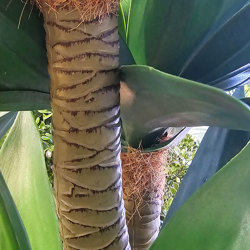 Agave Plant 1.3m with 4 heads UV - artificial plants, flowers & trees - image 1