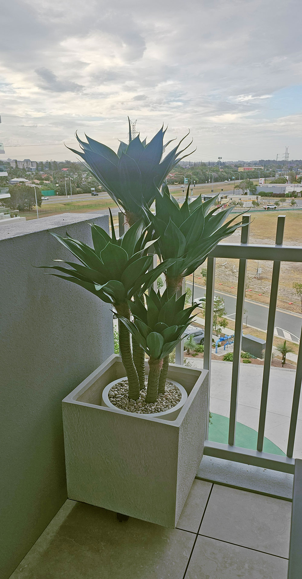 Agave Plant 1.3m with 4 heads UV