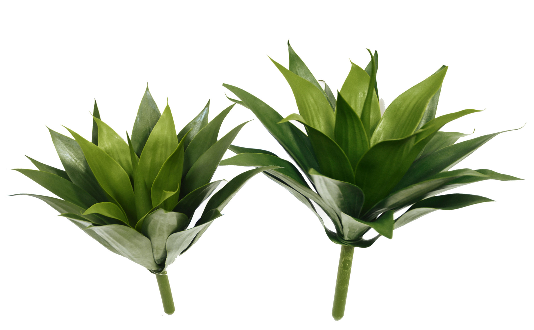 Agave UV- med [unpotted]