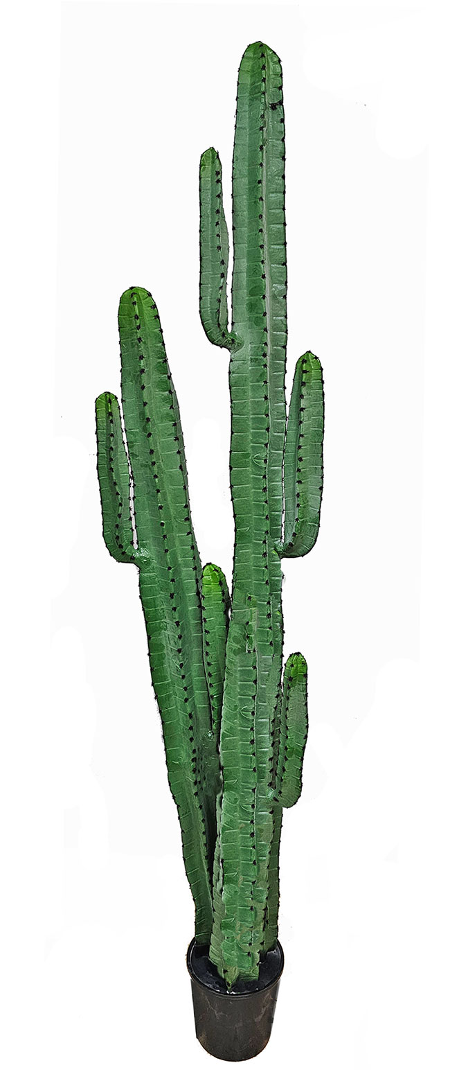 Cactii- Arizona Cactus 1.95m double-stem 