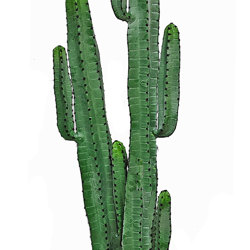 Cactii- Arizona Cactus 1.95m double-stem  - artificial plants, flowers & trees - image 3