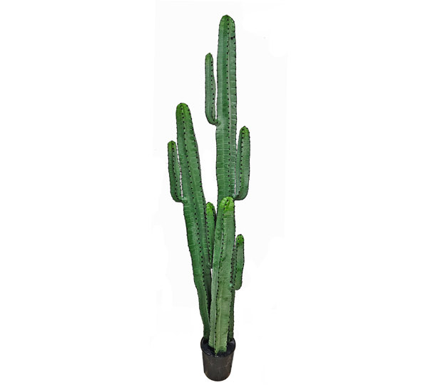 Cactii- Arizona Cactus 1.95m triple-stem