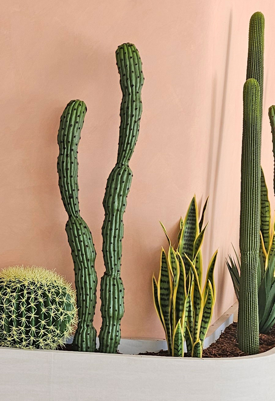 Cactii- Baja Cactus double-trunk 1.4m