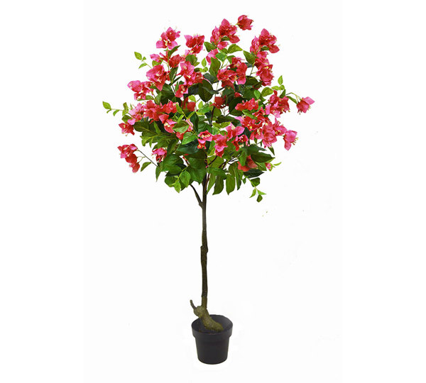 Bougainvillea Topiary- 1.5m cerise