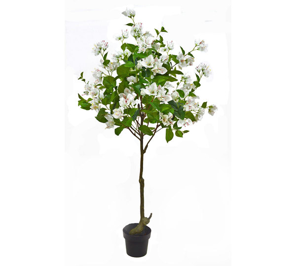 Bougainvillea Topiary- 1.5m white