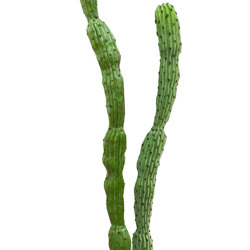 Cactii- Baja Cactus 1.9m double-stem   - artificial plants, flowers & trees - image 3