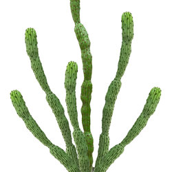 Cactii- Baja Cactus 1.9m triple-stem    - artificial plants, flowers & trees - image 4