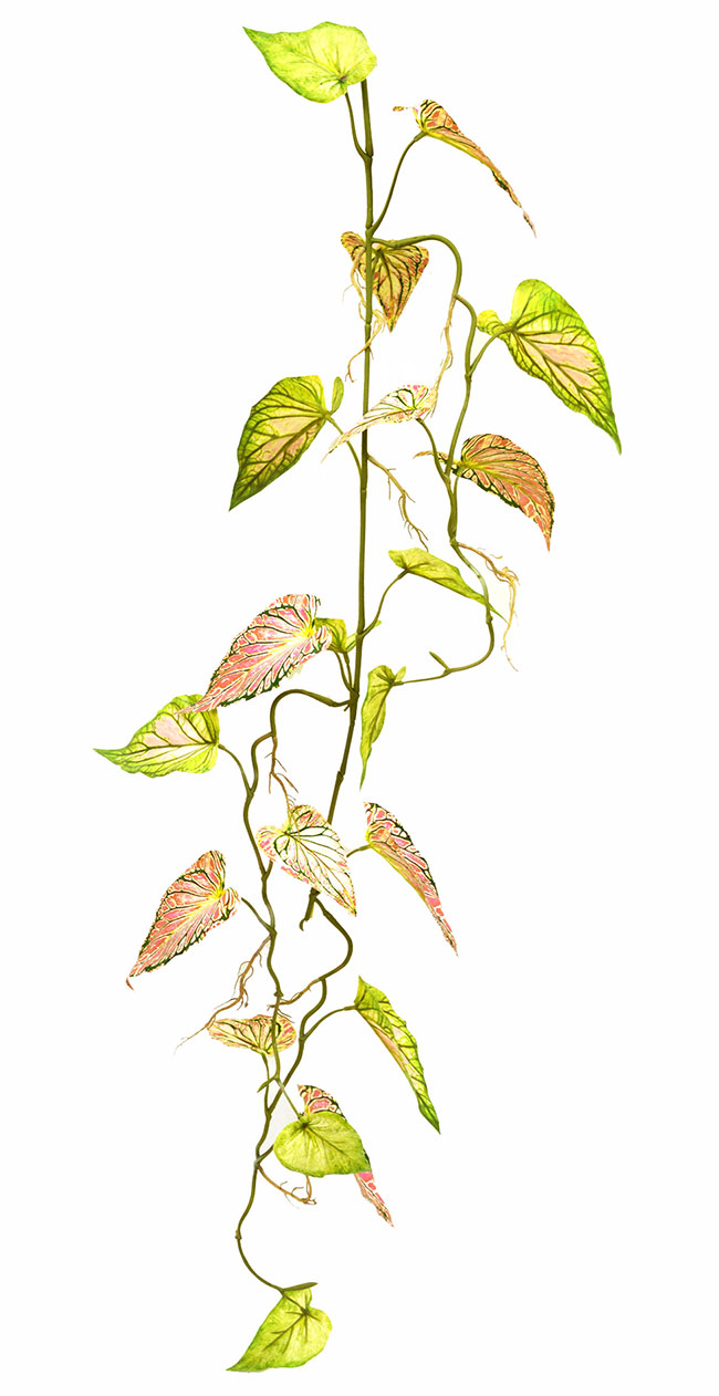 Trailing Vine- 1.2m Caladium 'pink symphony'