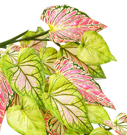 Bushes..sml trailer- Caladium 'pink symphony'