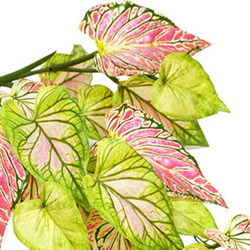 Bushes..sml trailer- Caladium 'pink symphony' - artificial plants, flowers & trees - image 1