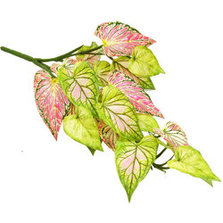 Bushes..sml trailer- Caladium 'pink symphony' - artificial plants, flowers & trees - image 2