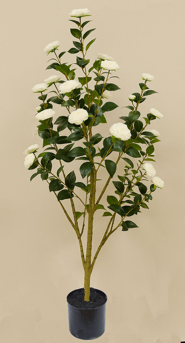 Camellia 1.7m white 