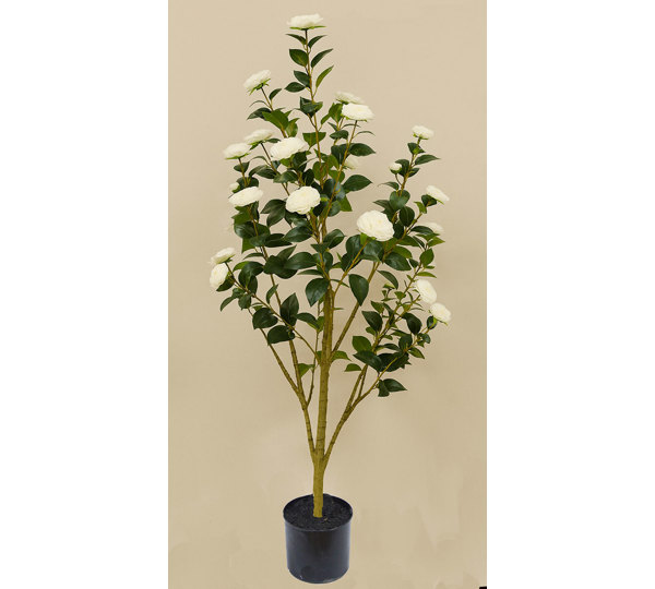 Camellia 1.7m white