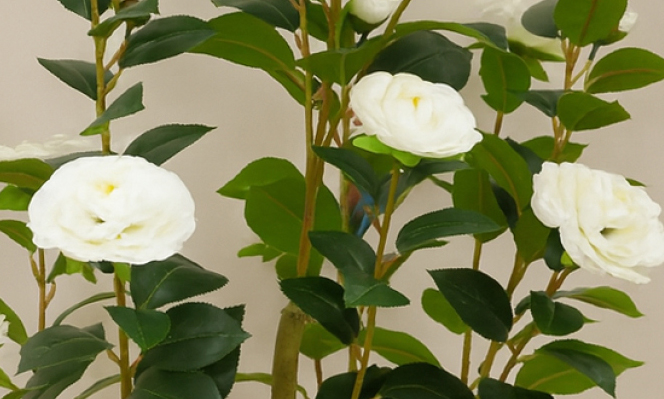 Camellia 1.7m white 
