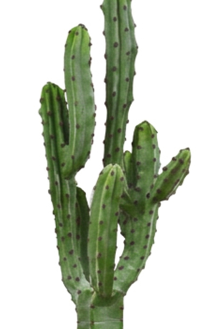 Cactii- Candelabra Cactus 1.65m 