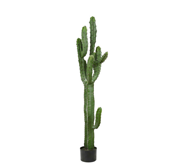 Cactii- Candelabra Cactus 1.65m