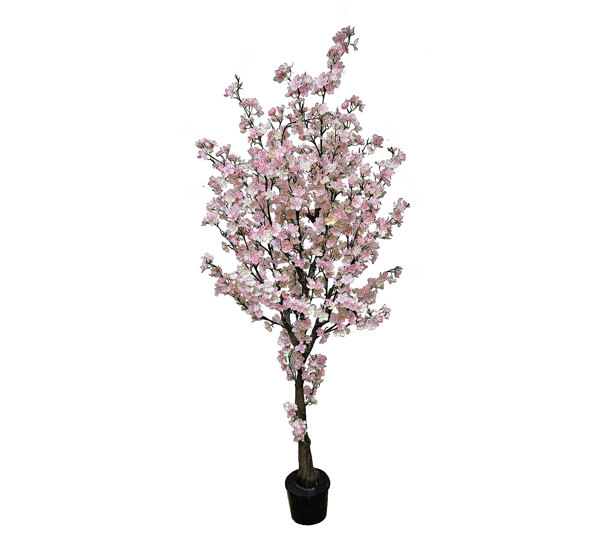 Cherry Blossom Tree 1.8m