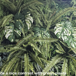 Monsterio Varegated Plant 60cm x 10 lvs  - artificial plants, flowers & trees - image 2