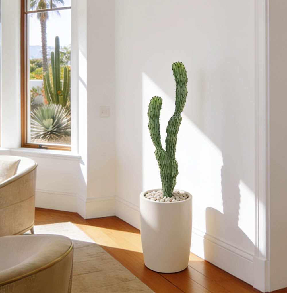 Cactii- Baja Cactus double-trunk 1.4m