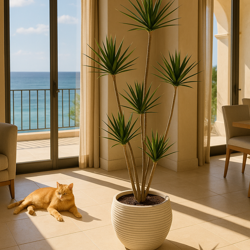 Dracaena Marginata Tree- 2m with 6 heads   - artificial plants, flowers & trees - image 6