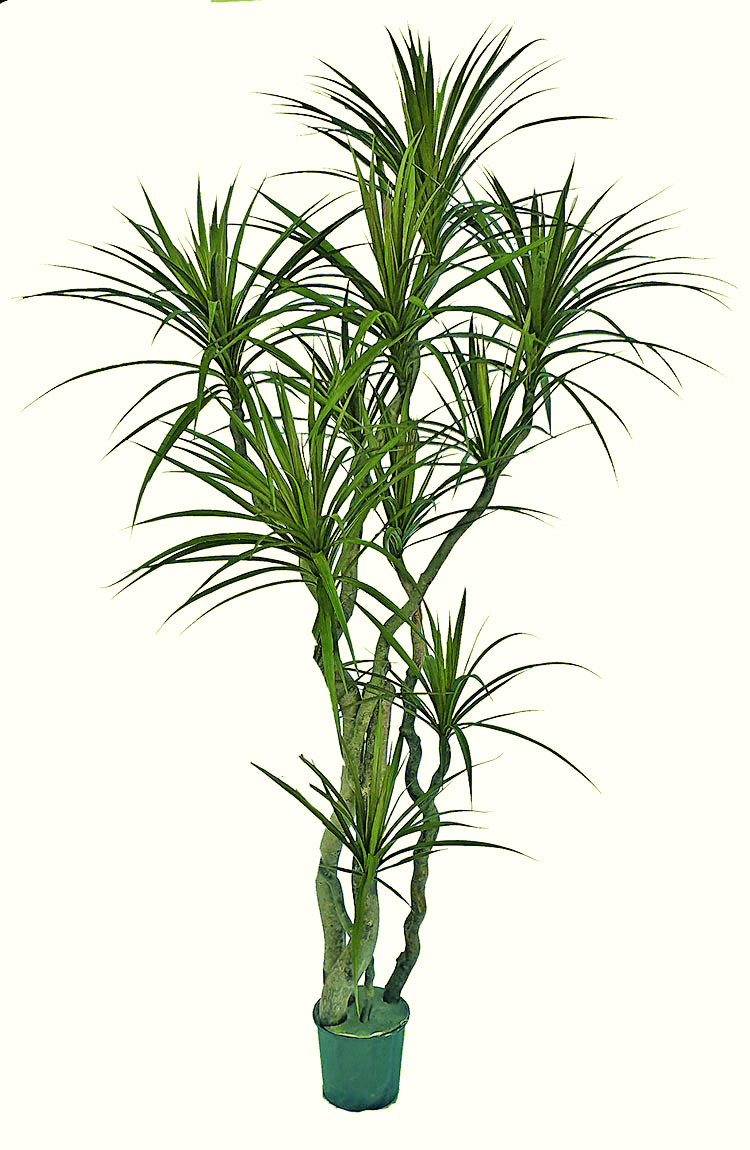 Dracaena- mini-yucca 2.1m with 10 heads