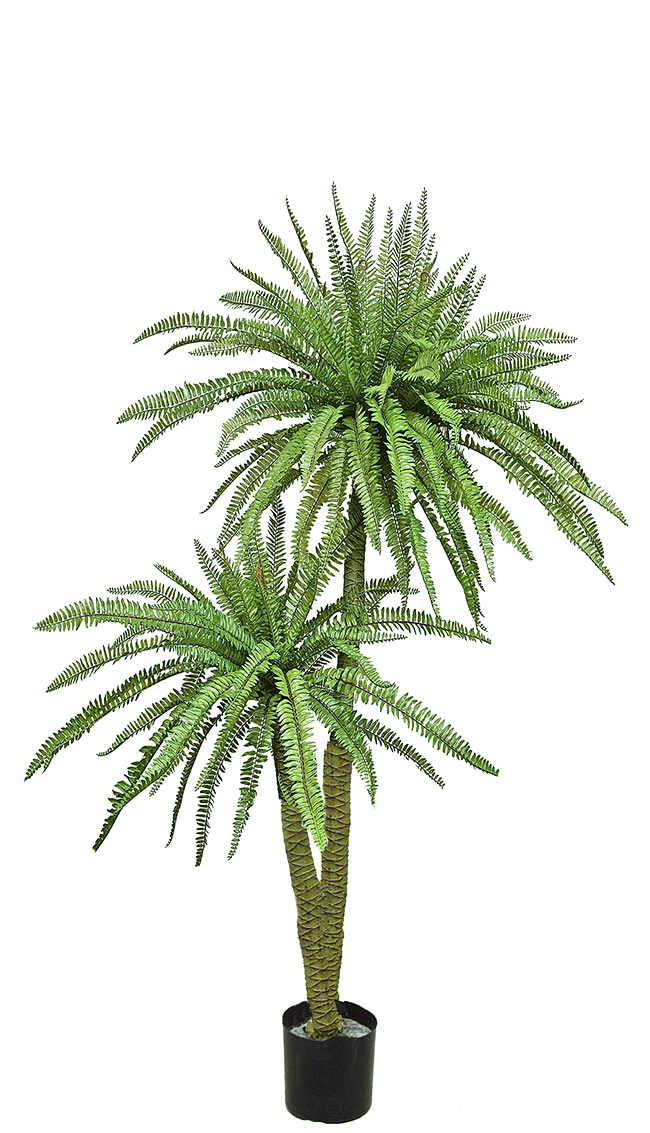 Fern Palm 1.6m dbl-stem 