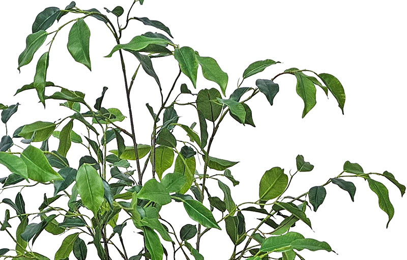 Mini-Ficus 'benji' 1.3m