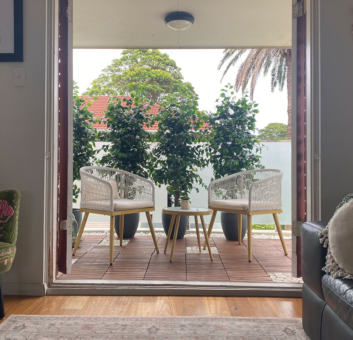 A row of Ficus for balcony privacy