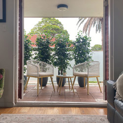 Weeping Ficus 1.5m UV-rated - artificial plants, flowers & trees - image 2