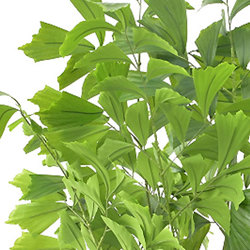 Fish-Tail Palm 1.5m  - artificial plants, flowers & trees - image 1