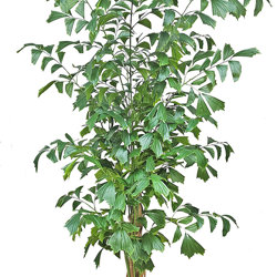 Fish-Tail Palm 2.2m delux - artificial plants, flowers & trees - image 6